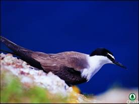 Bridled Tern