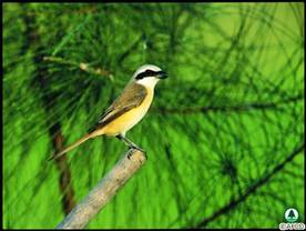 Brown Shrike