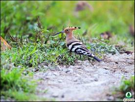 Eurasian Hoopoe