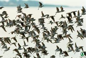 Thousands of birds winter in the Deep Bay area
