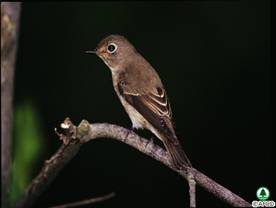 Asian Brown Flycatcher