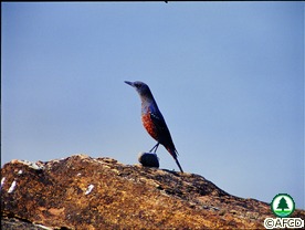 Blue Rock Thrush