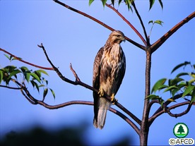 Eastern Buzzard