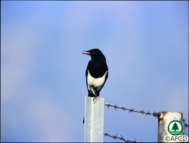 Eurasian Magpie
