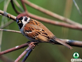 Eurasian Tree Sparrow