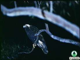 Eastern Imperial Eagle
