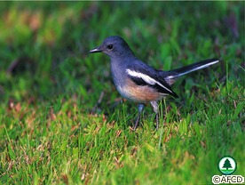 Oriental Magpie Robin