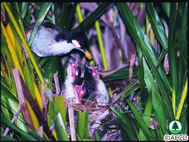 Red-whiskered Bulbul