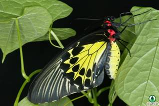 Common Birdwing