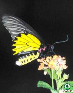 Golden Birdwing