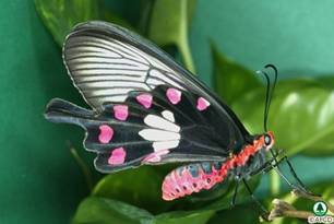 Common Rose