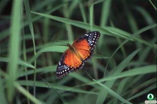 Red Lacewing