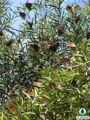 Crows aggregating at Siu Lang Shui