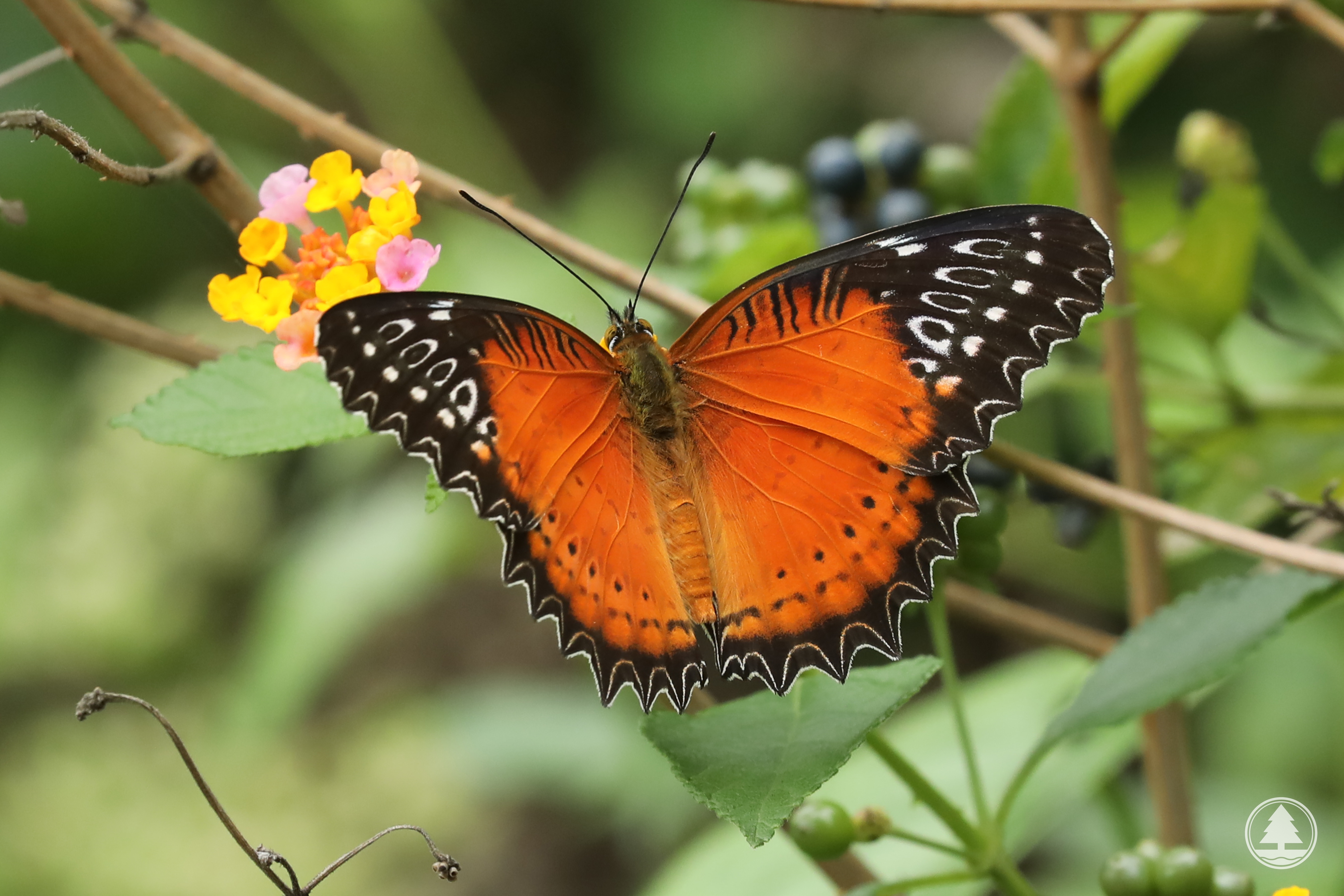 Red Lacewing