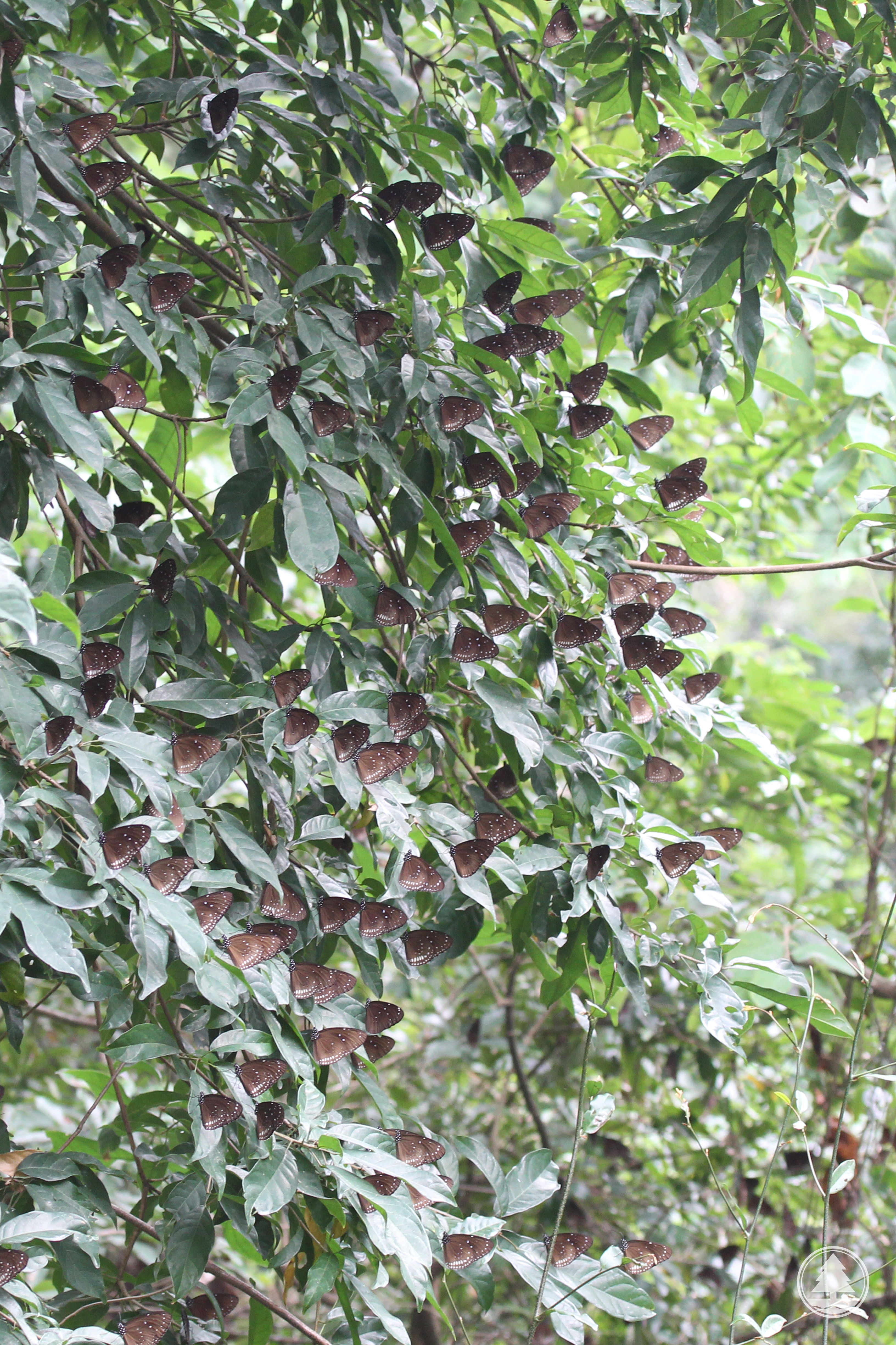 Crows aggregating at Siu Lang Shui