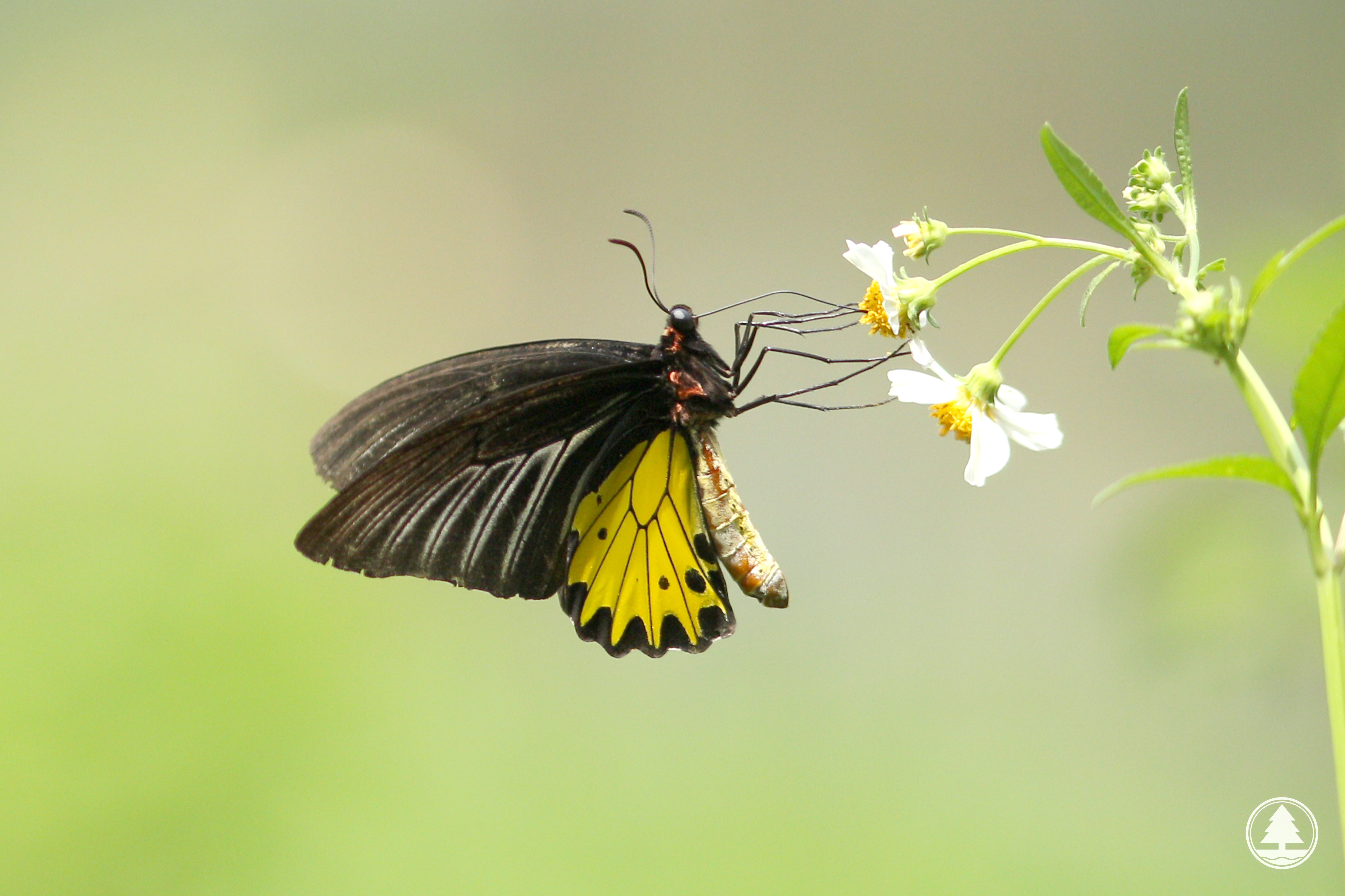 Common Birdwing