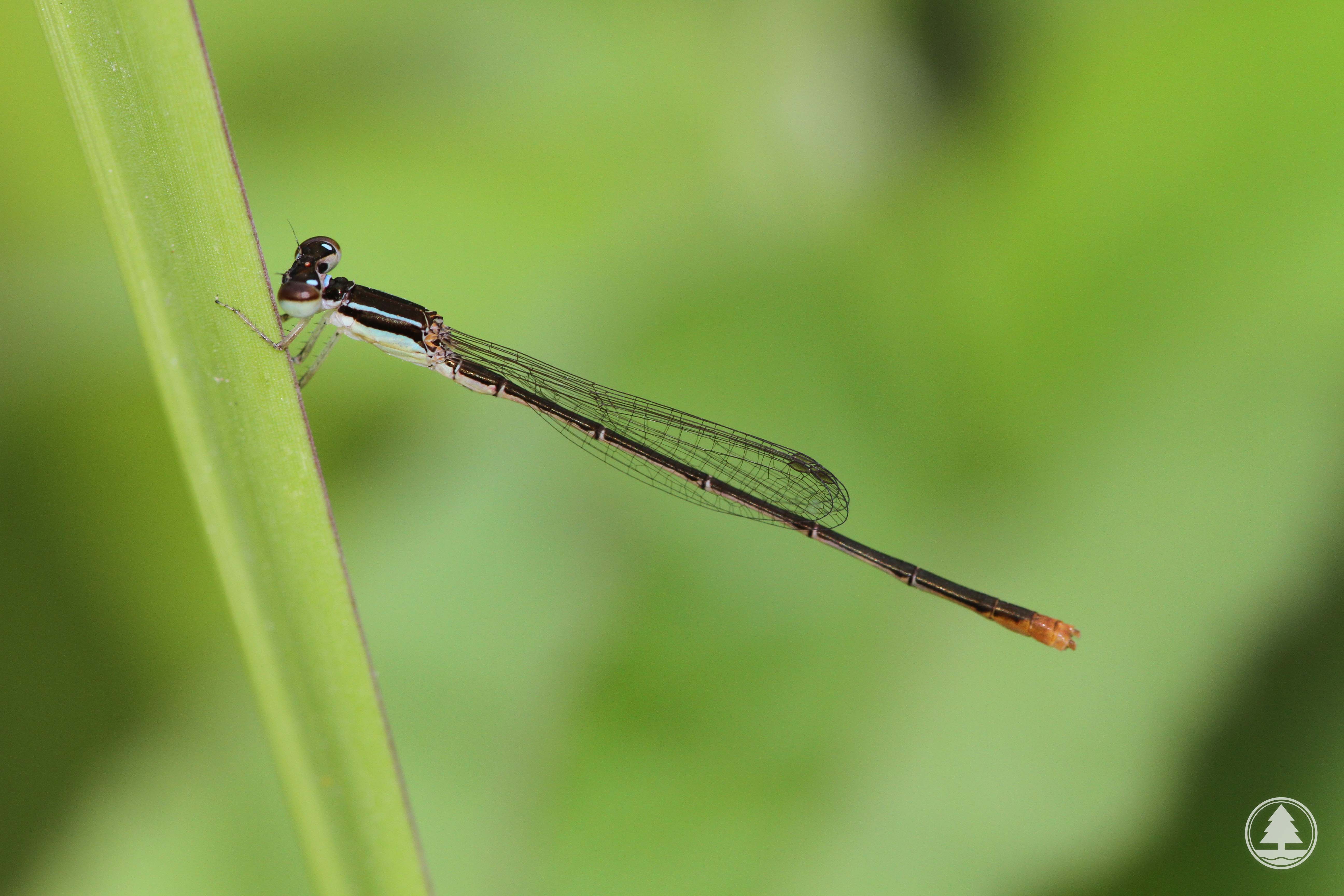 Agriocnemis pygmaea