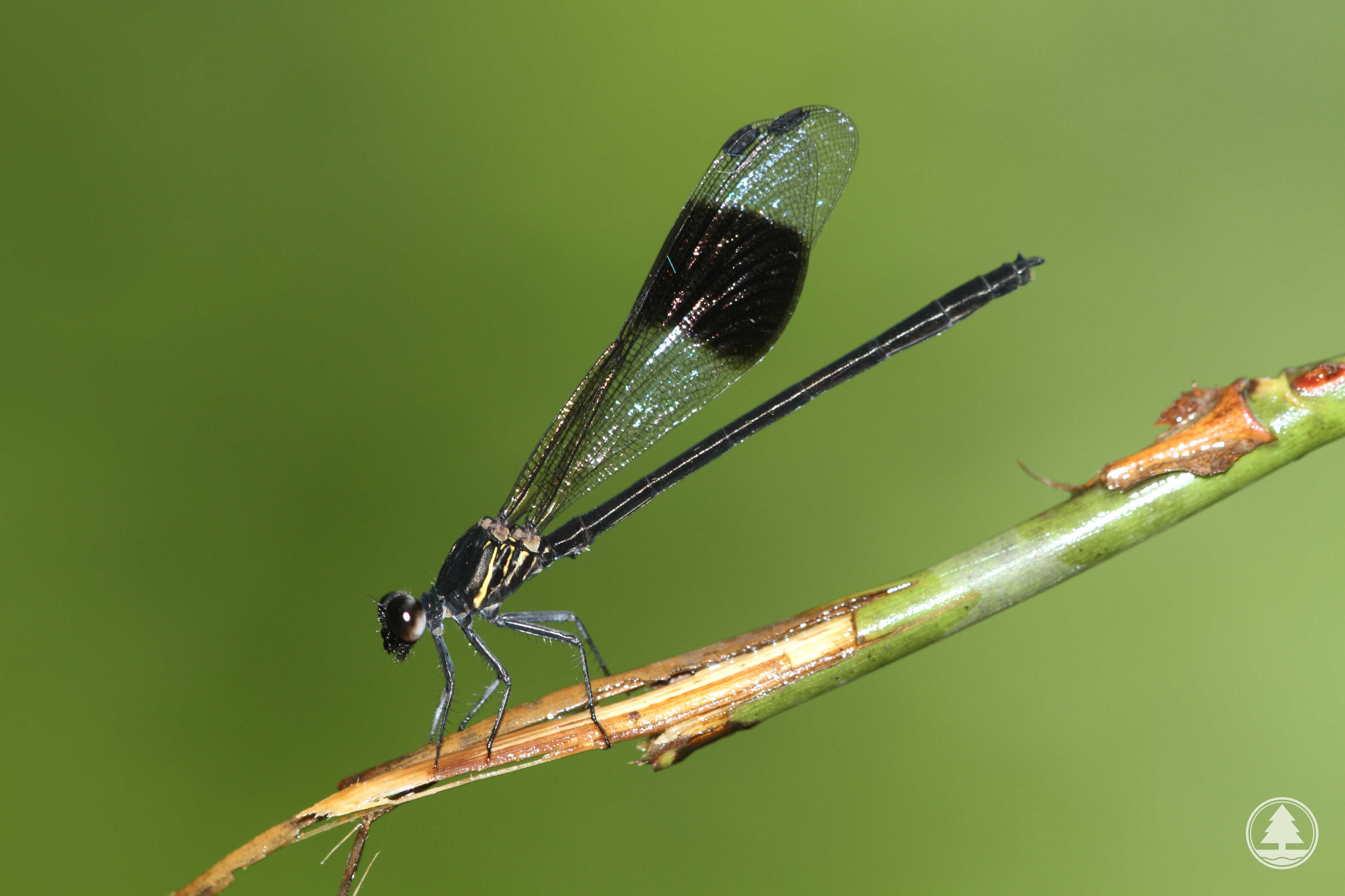 Euphaea decorata