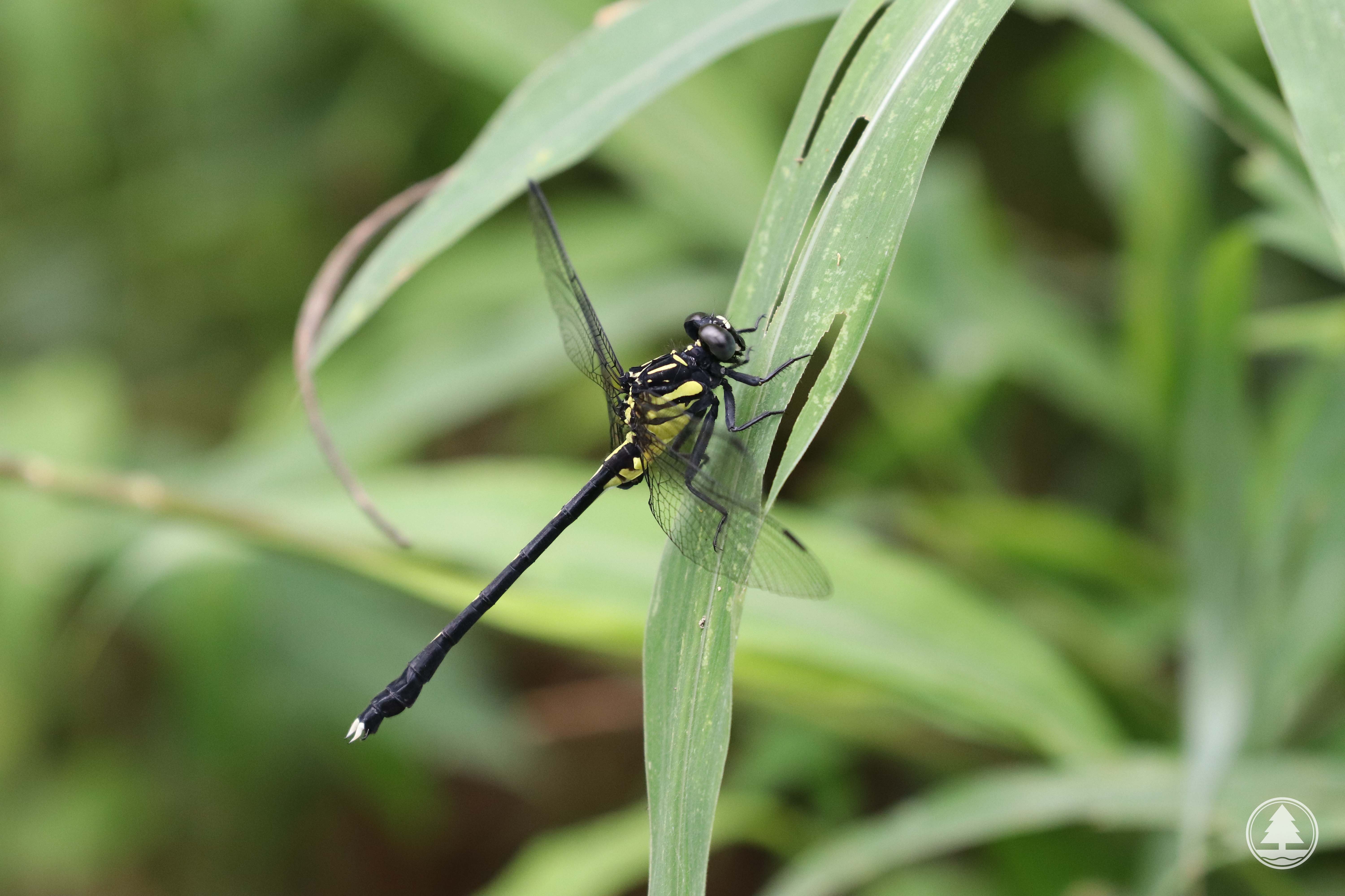 Fukienogomphus choifongae