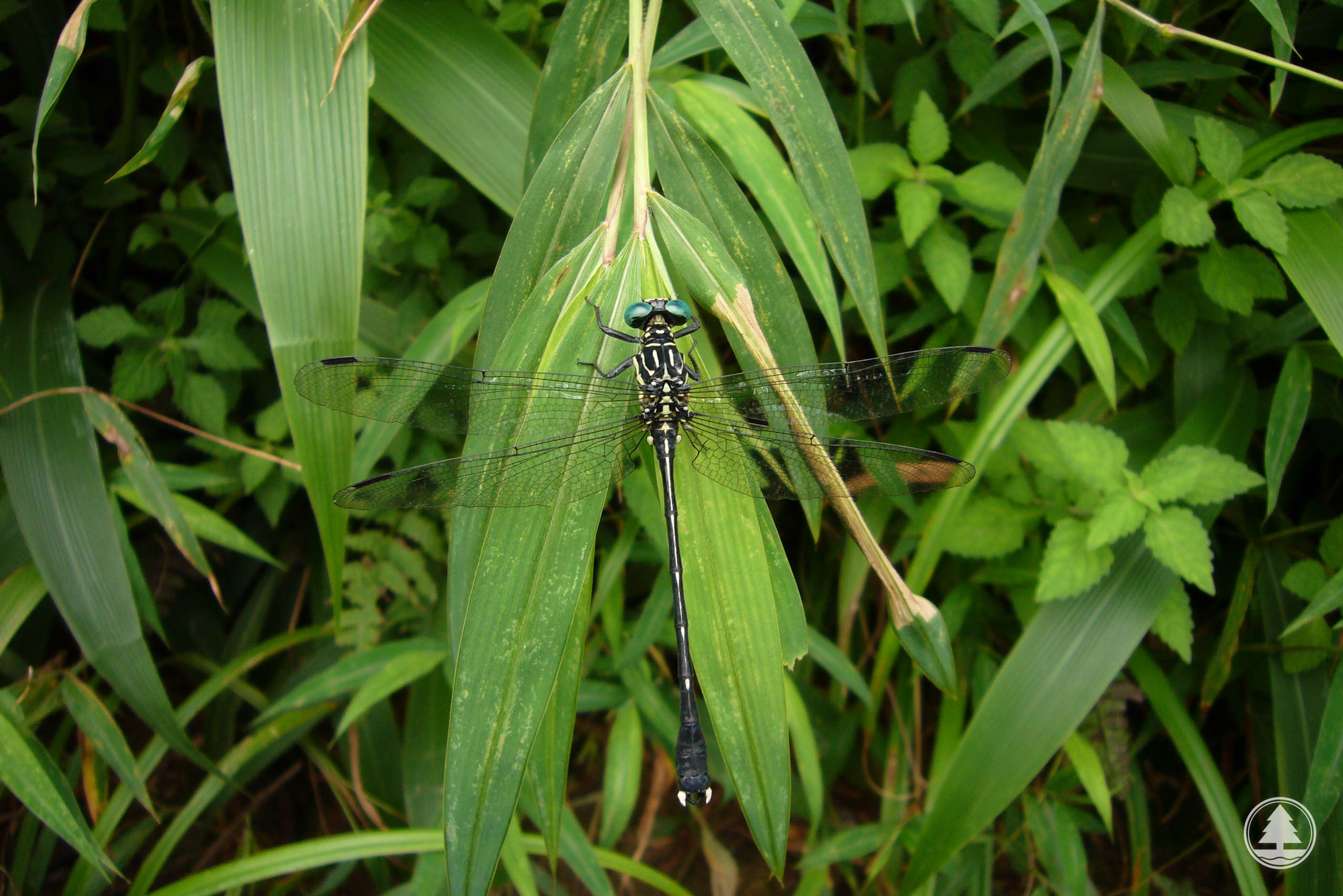 Leptogomphus hongkongensis 