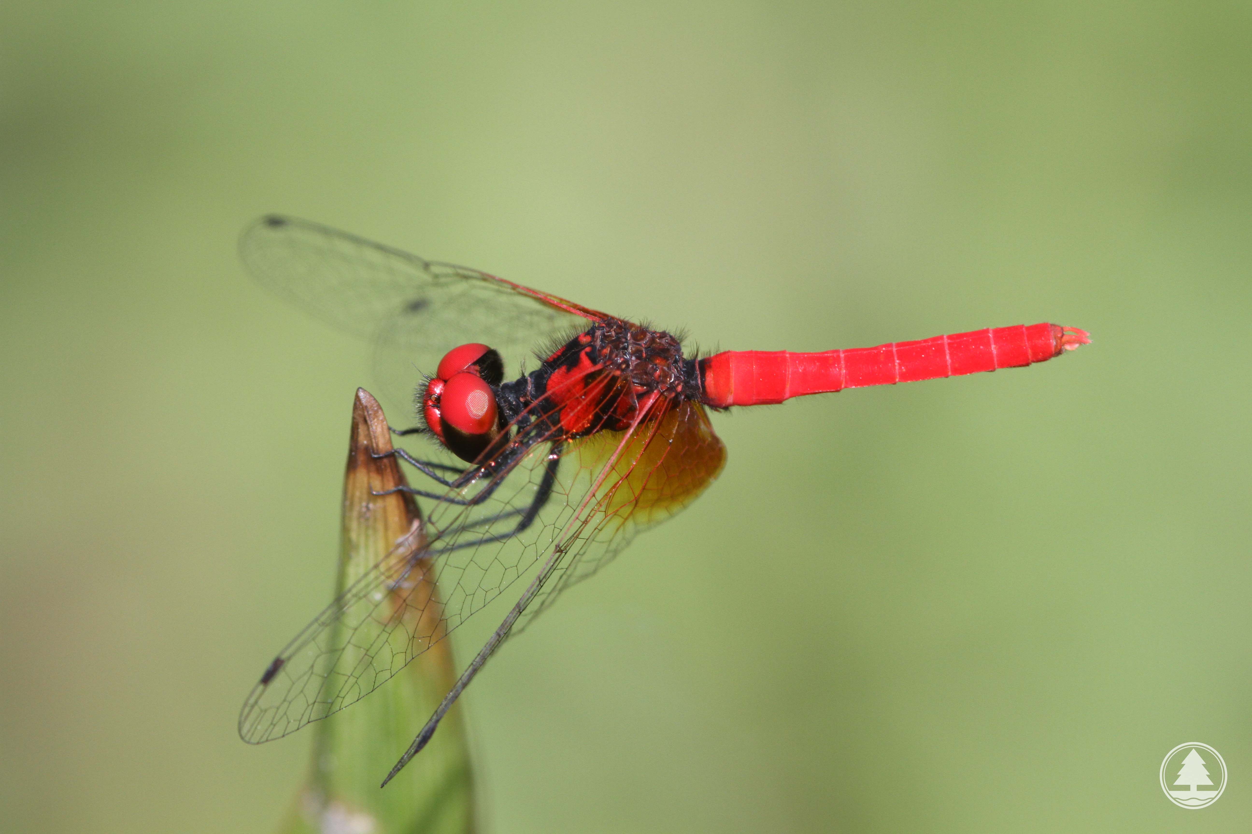 Nannophya pygmaea