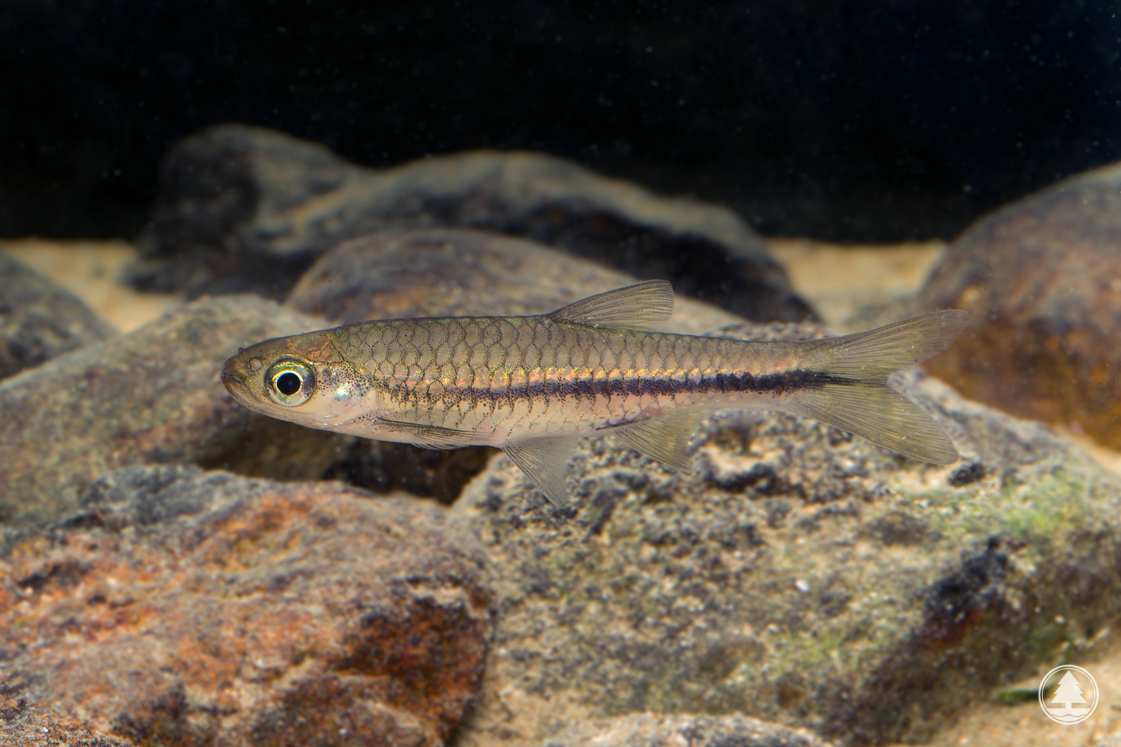 Rasbora steineri