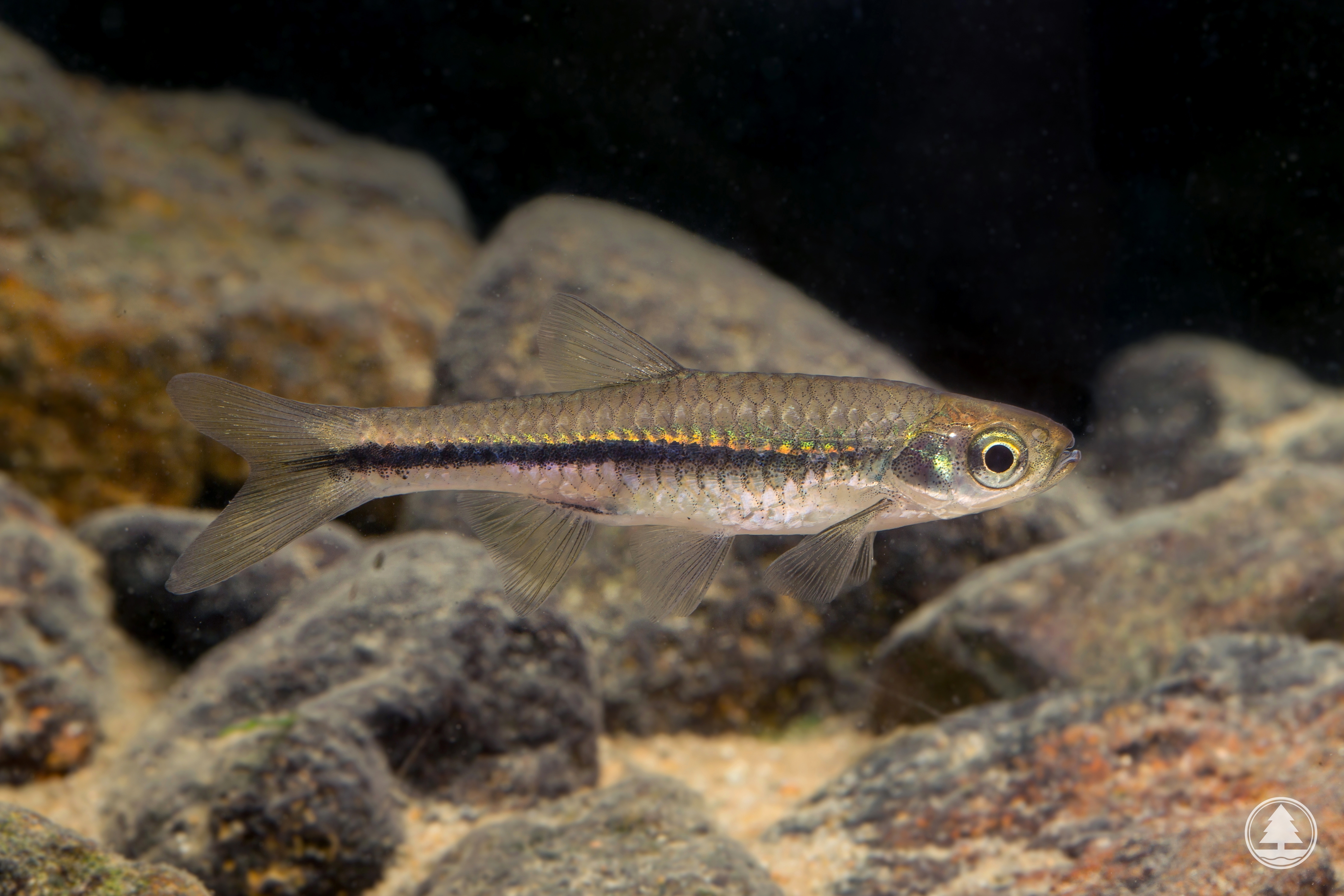 Rasbora steineri