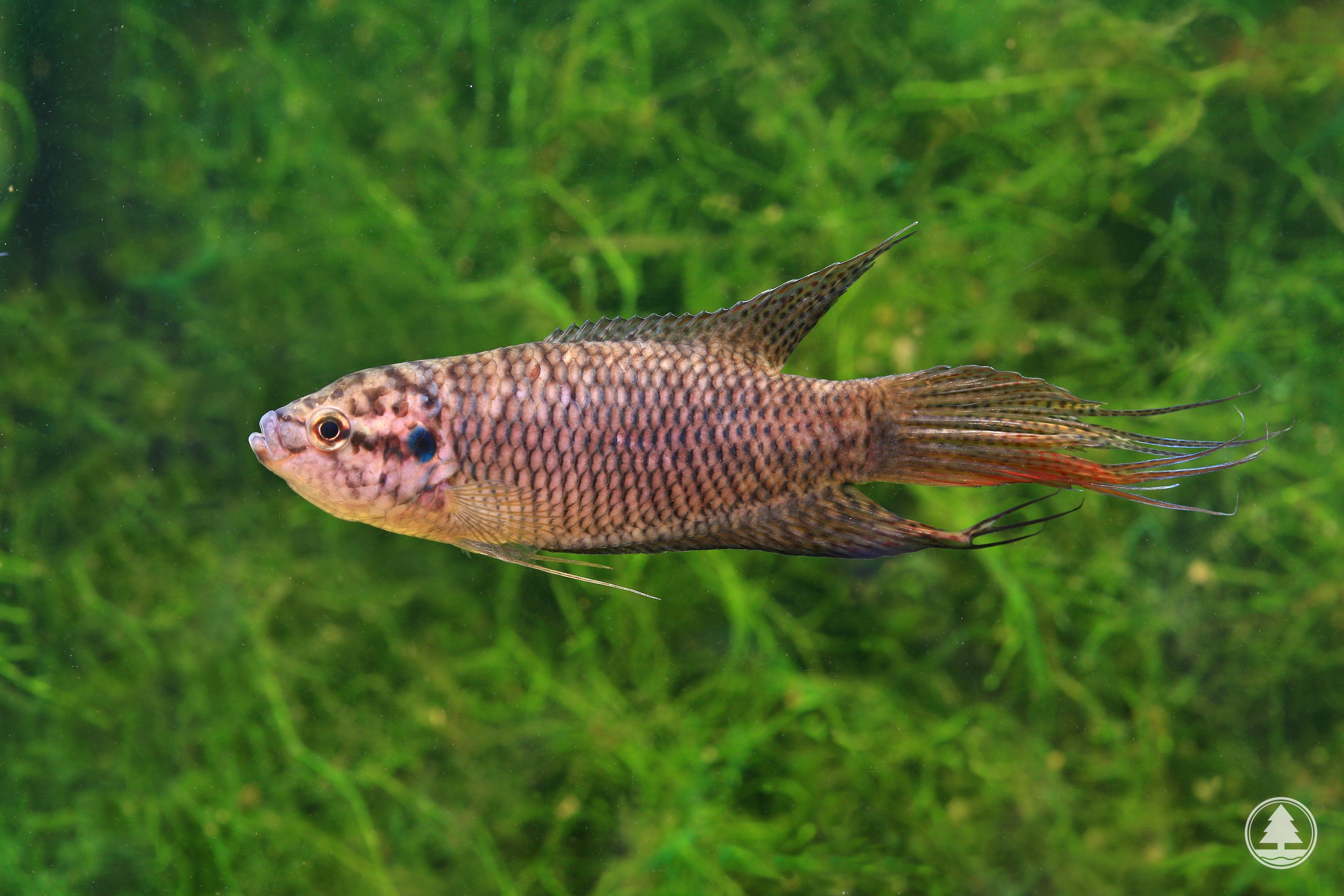 Macropodus hongkongensis