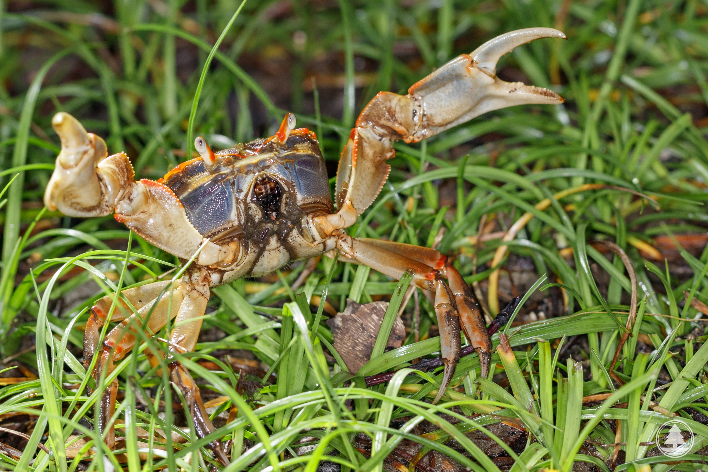 Chasmagnathus convexus