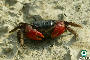 Neosarmatium smithi
