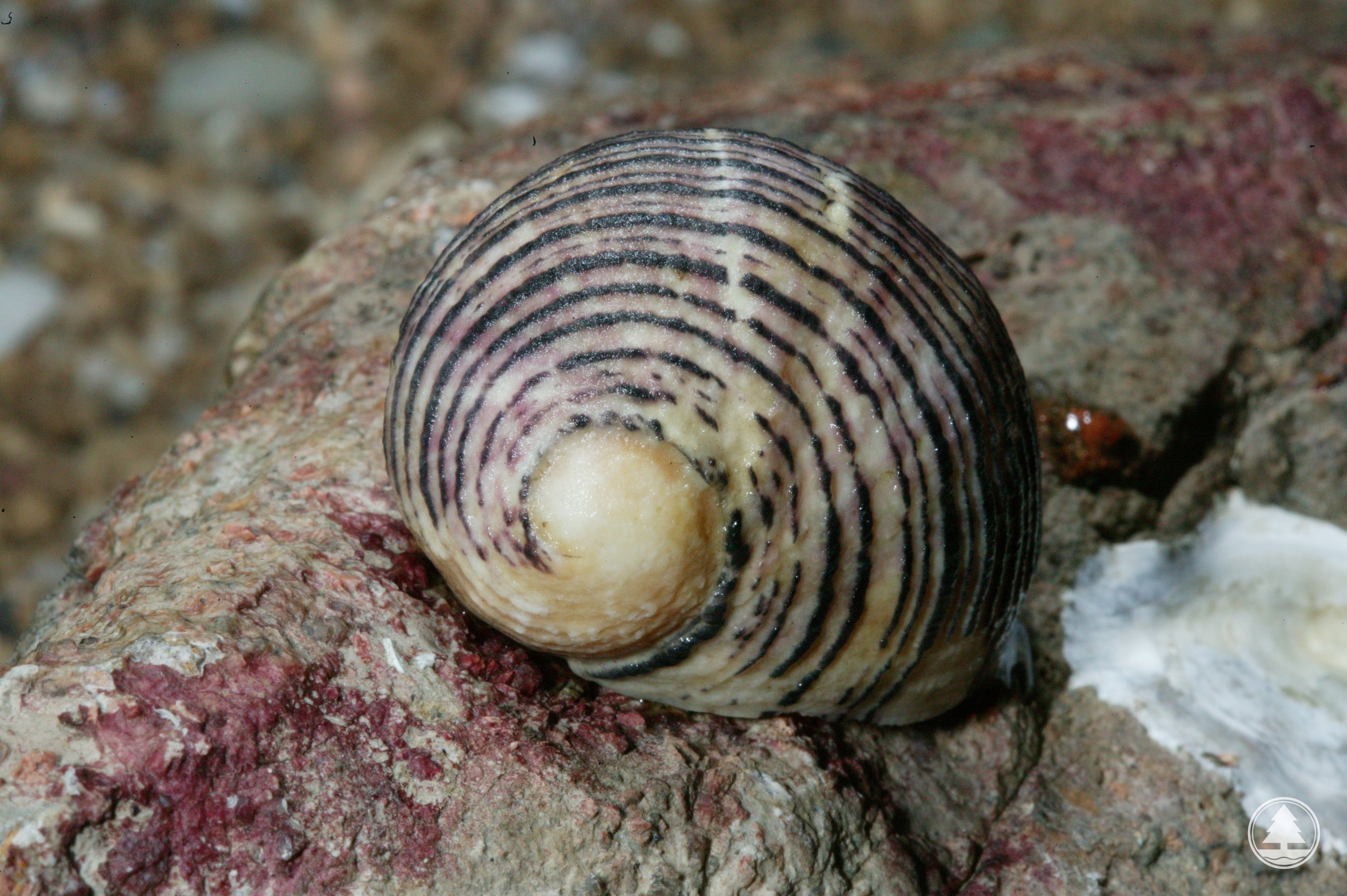 Nerita balteata