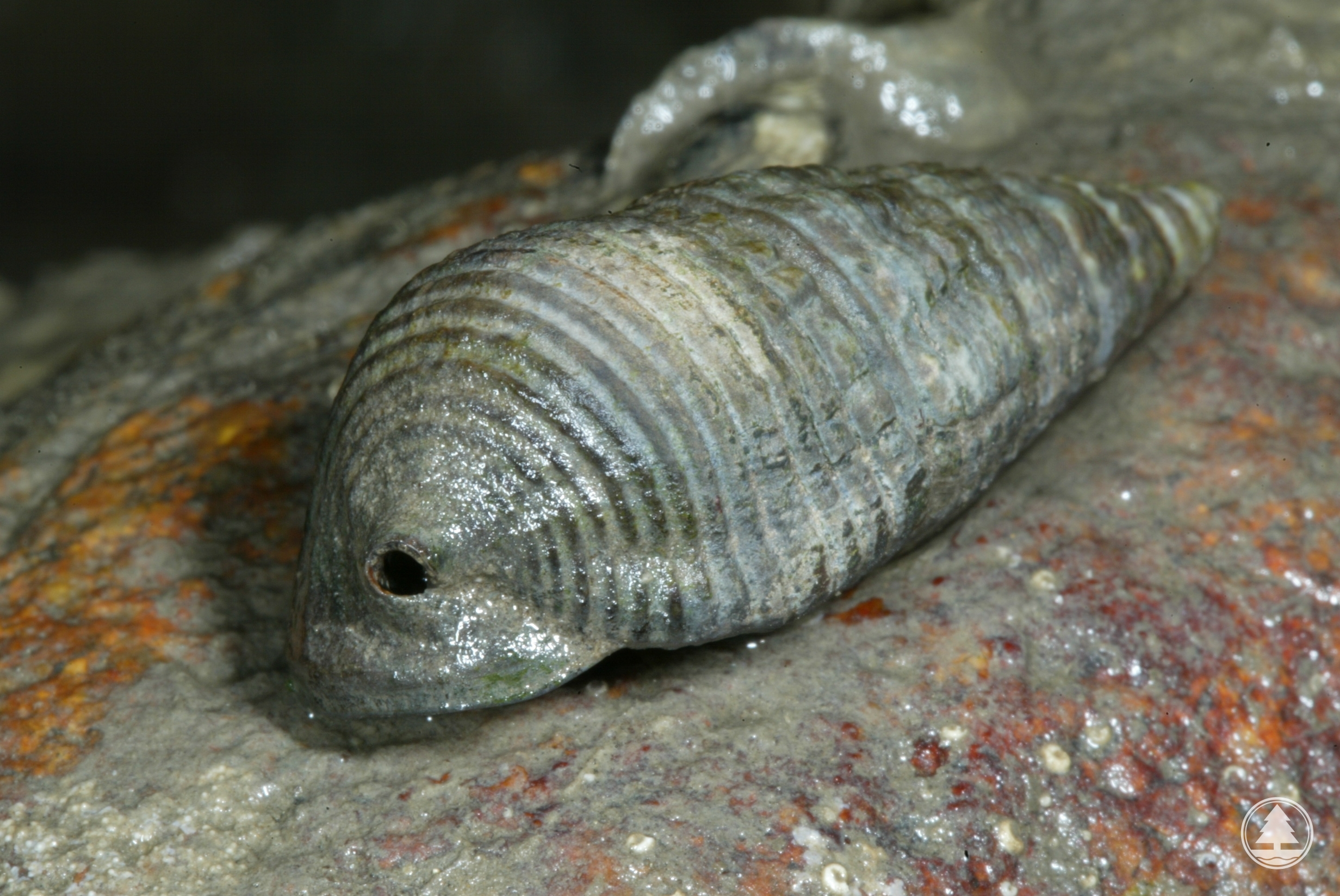 Terebralia sulcata