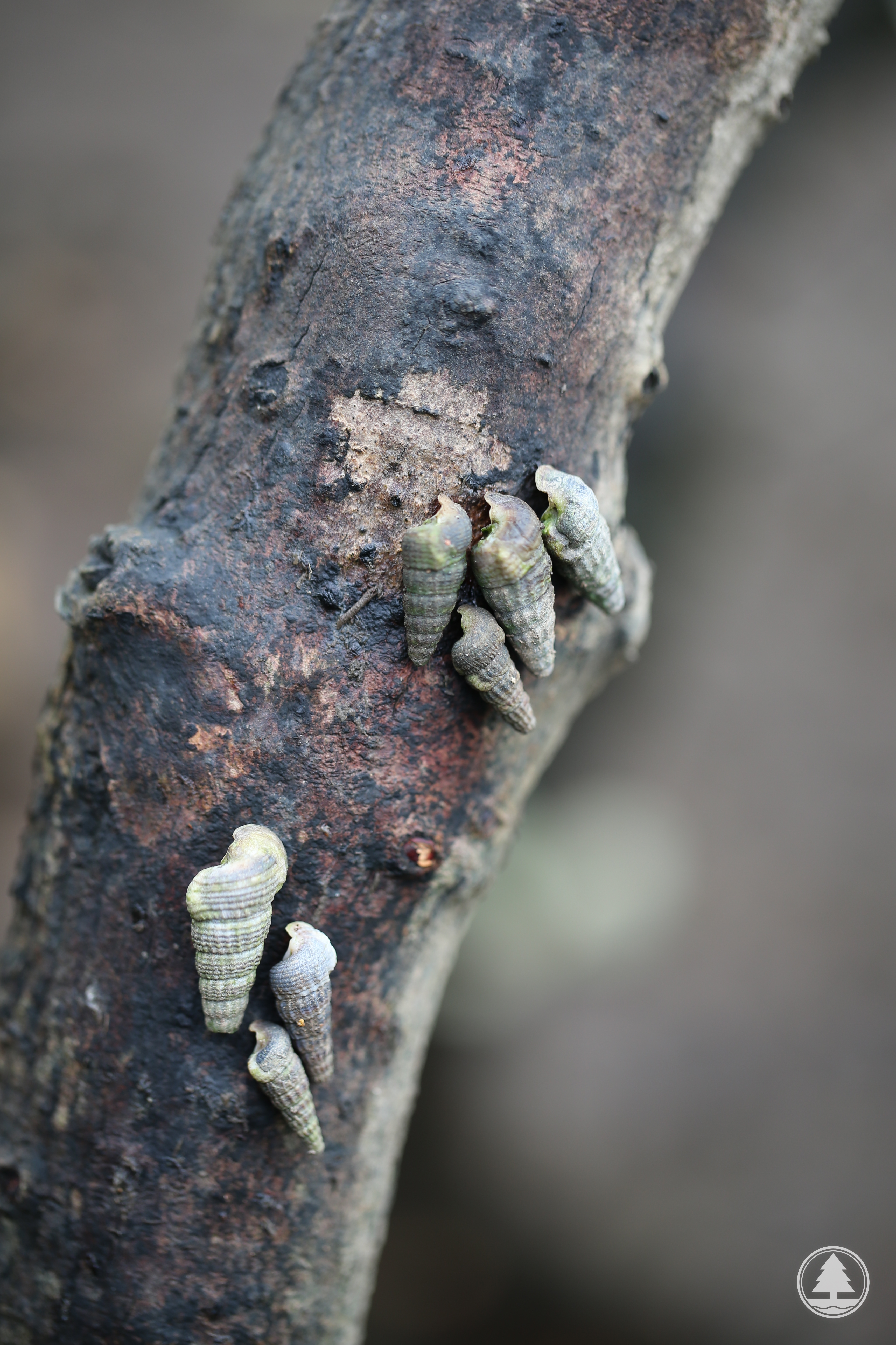 Cerithidea moerchii