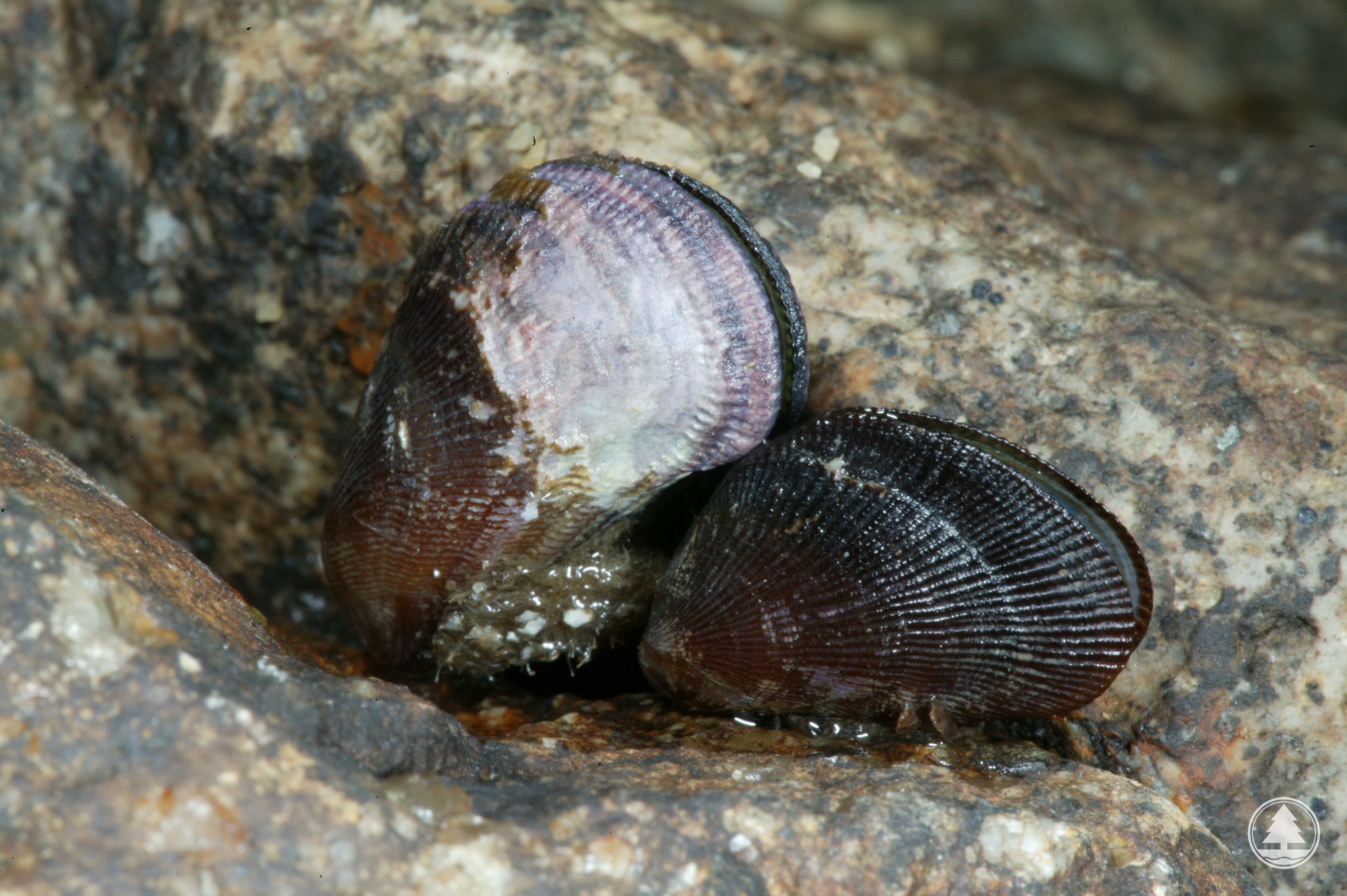 Brachidontes variabilis