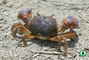 Chasmagnathus convexus