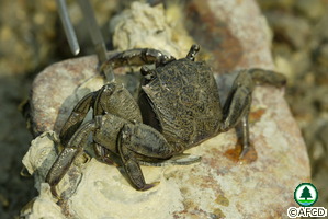 Episesarma versicolor