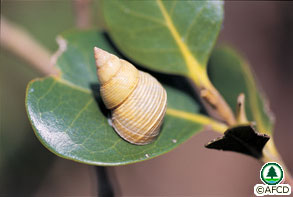 Littoraria melanostoma