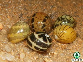 Clithon oualaniensis