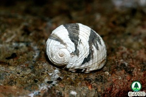 Nerita chamaeleon