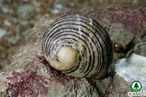 Nerita lineata