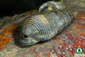 Terebralia sulcata