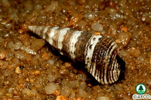Batillaria zonalis