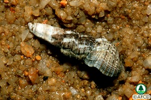Batillaria multiformis