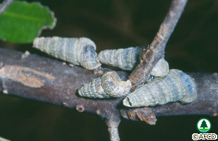 Cerithidea rhizophorarum