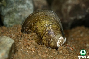 Gelonia erosa
