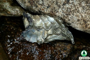 Saccostrea cucullata