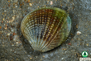 Gafrarium tumidum
