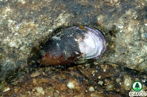 Brachidontes variabilis