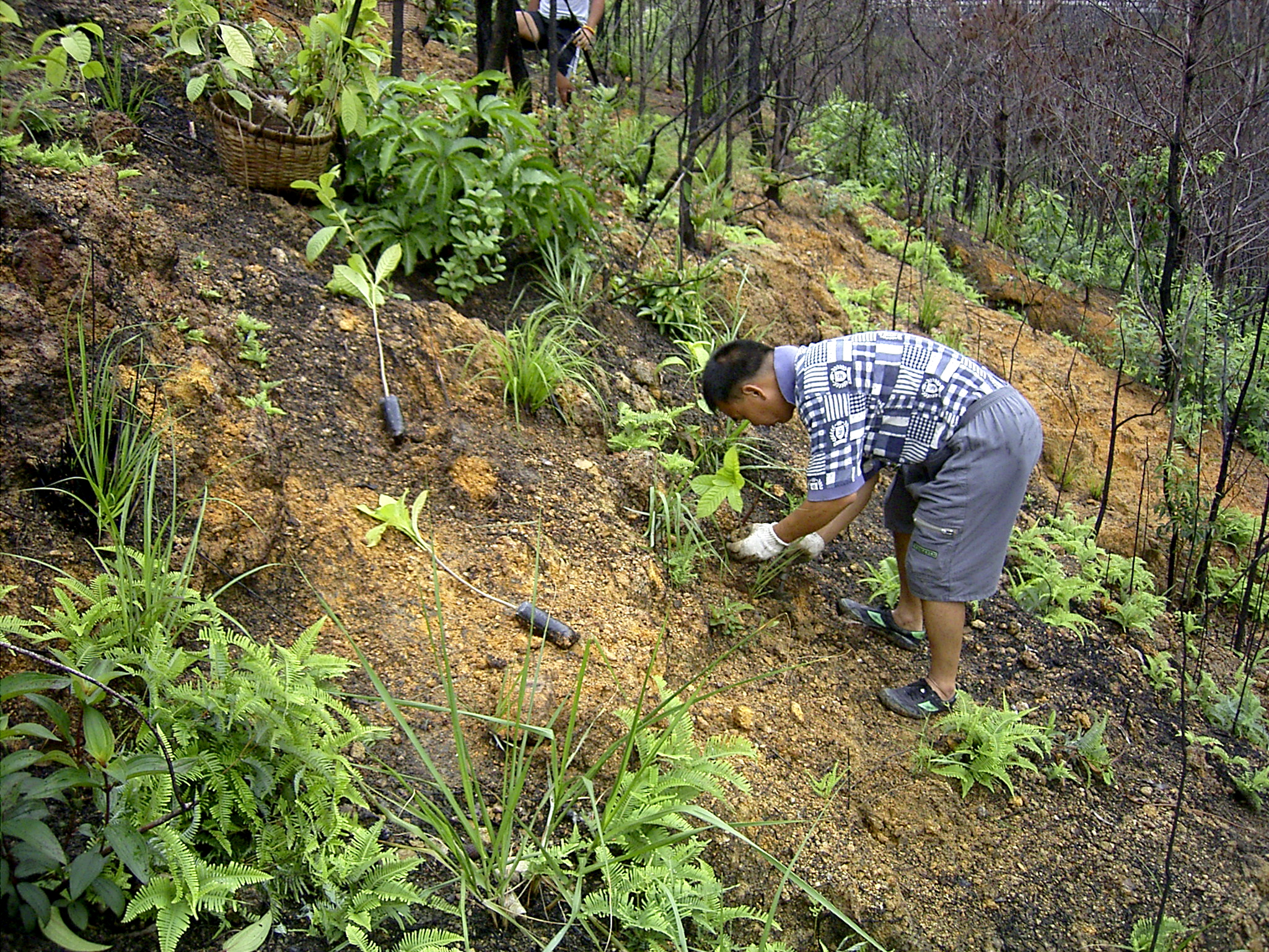 planting