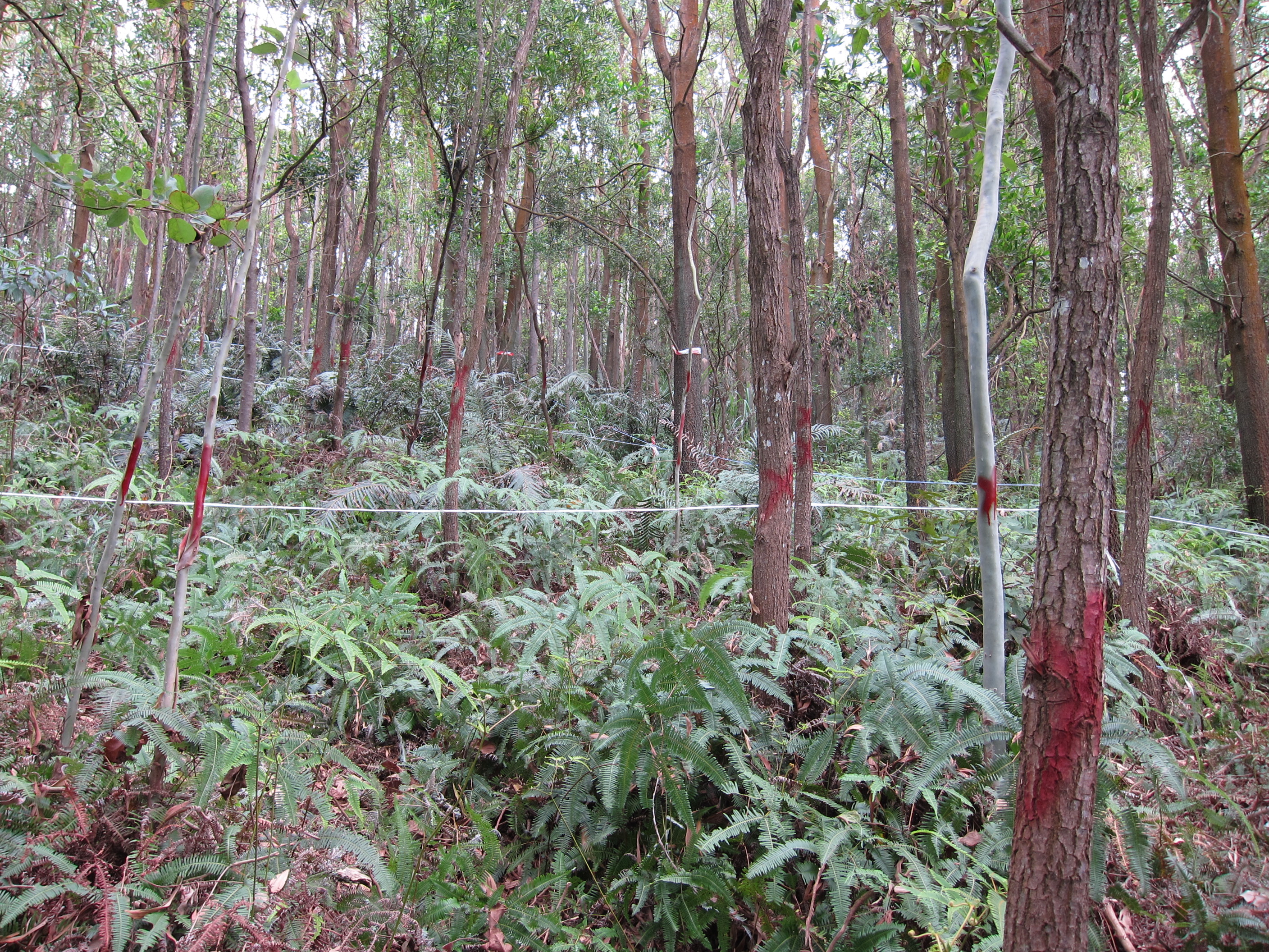 Selecting aged, dead or unhealthy exotic trees for thinning